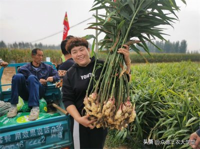 莱州大姜今日最新价格,莱州大姜今日最新价格，市场动态与产业分析